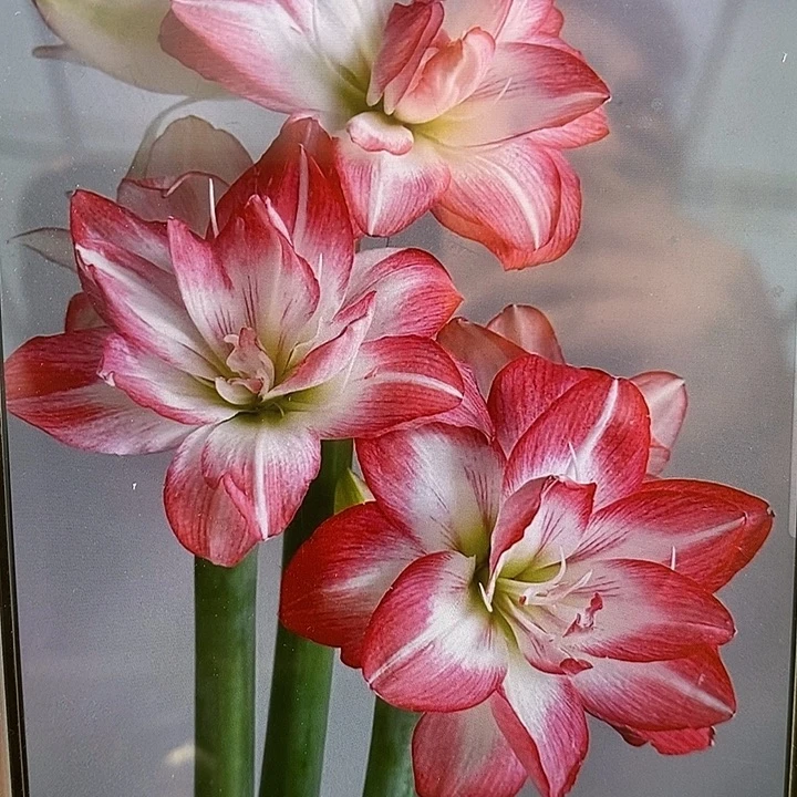 花孔雀5厘米朱顶红