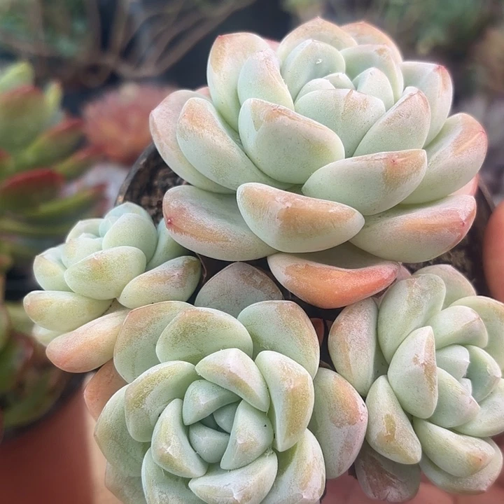 多头小冰玉多肉植物