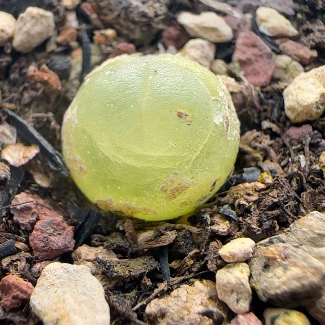 578带盆土发货啦啦尺寸1公分左右