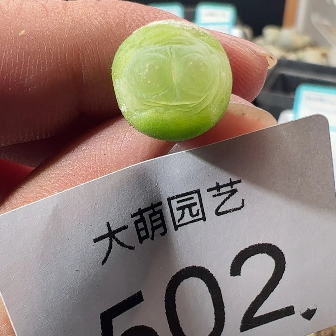 一物一拍。      502