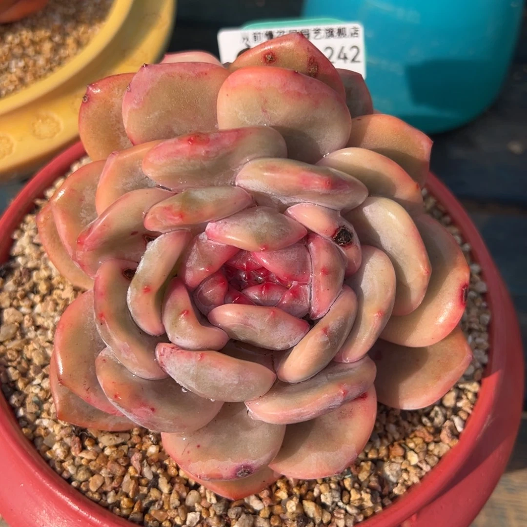 从前慢多肉精选编号0212.242