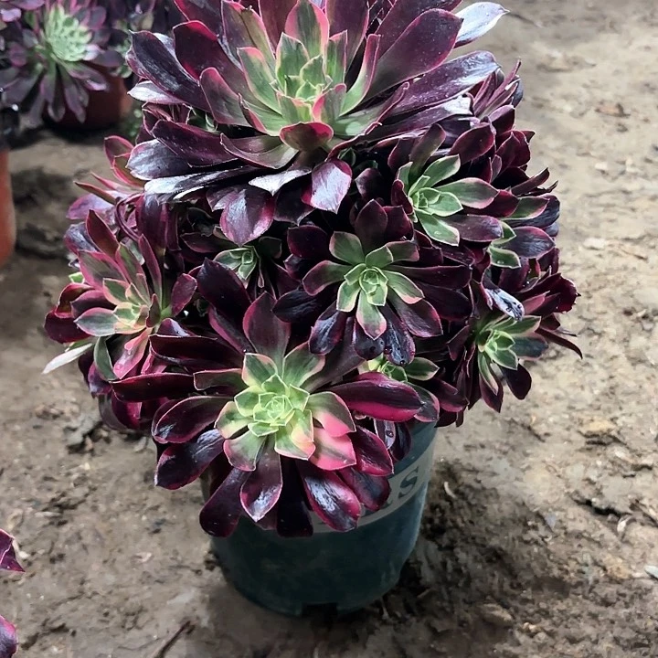 多肉植物金丝雀113