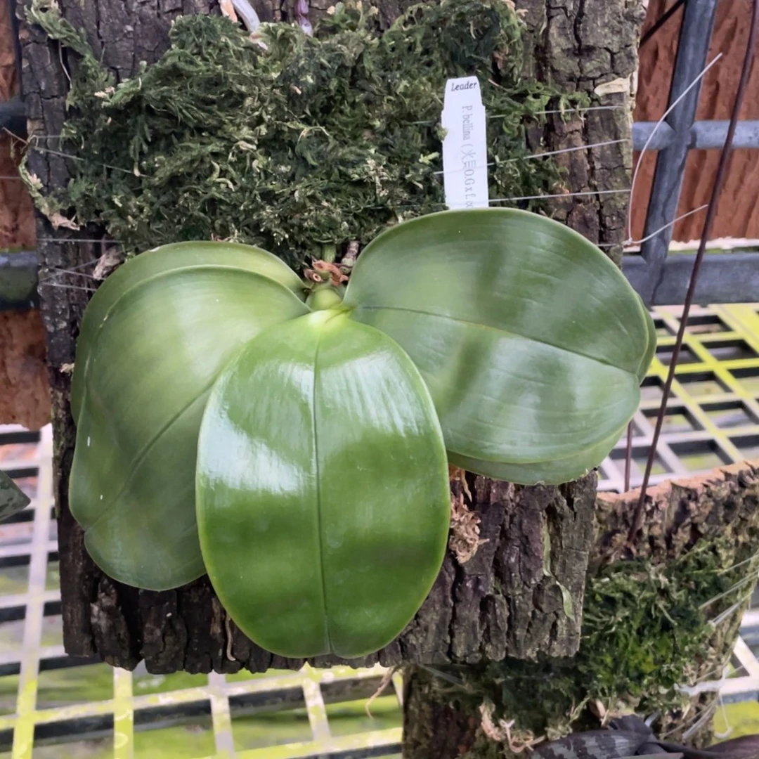 当前无花栽培后可以开花火贝（少根）