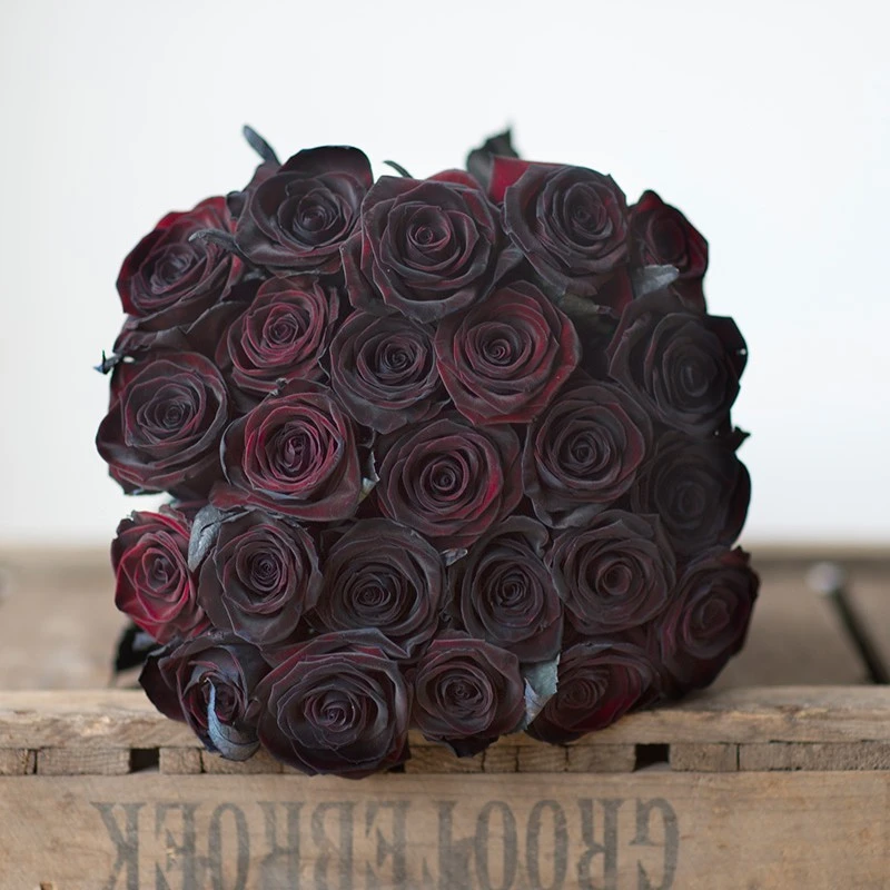 黑巴克中苗   四季灌木月季