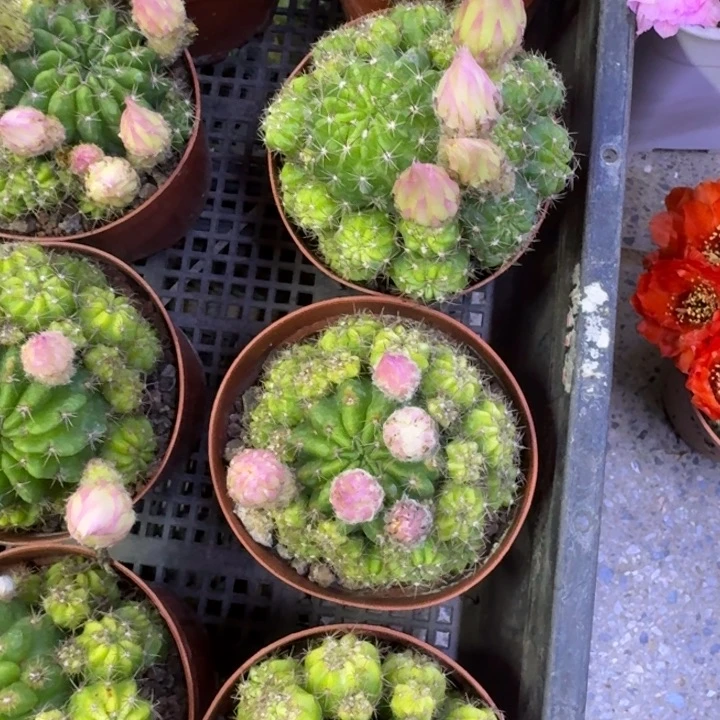 42丽花白花根掰花脱土发货掉侧牙无售后，20包邮