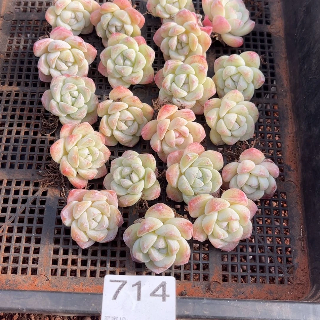 714号新疆西藏内蒙古不包邮