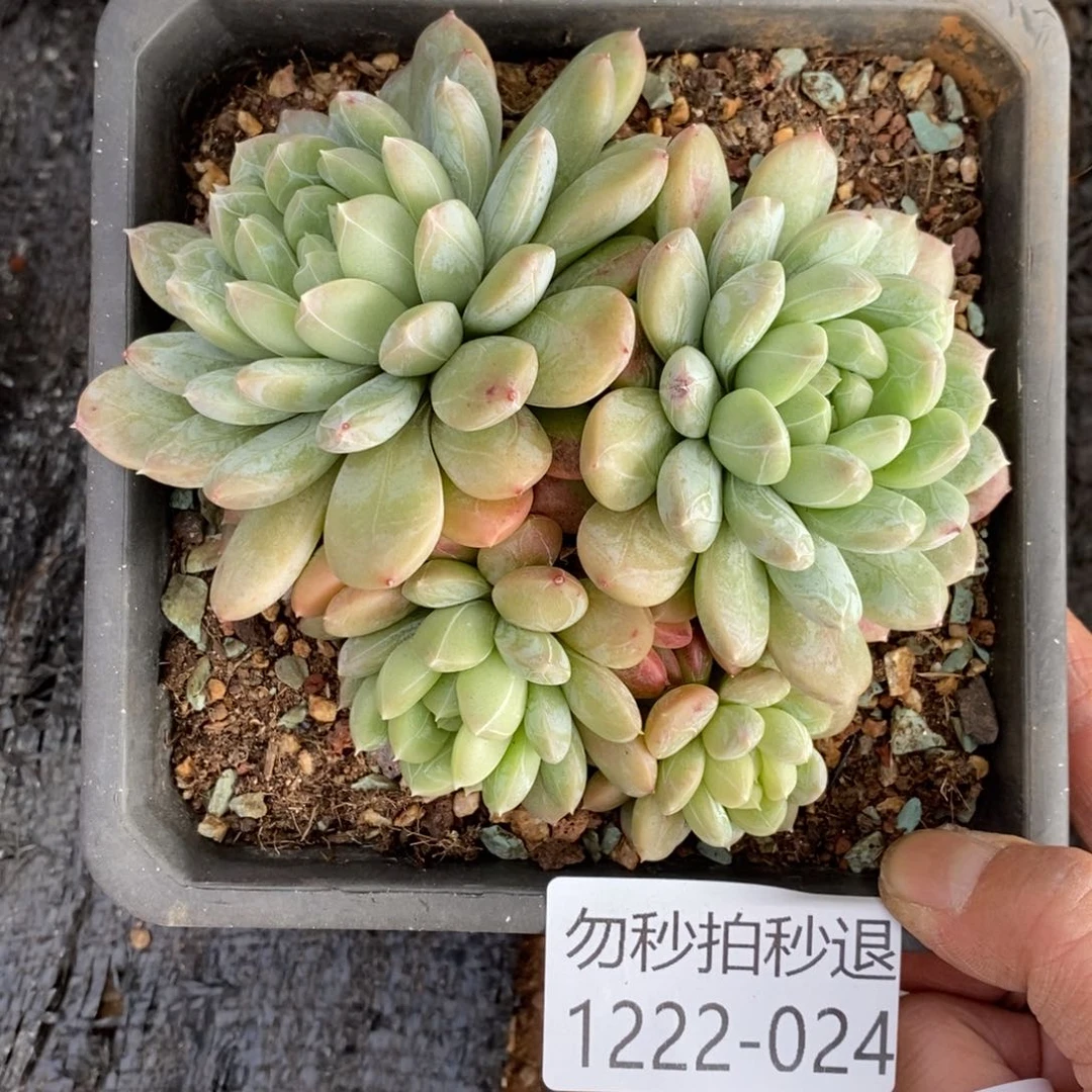 两单包邮1222-24百搭翡翠