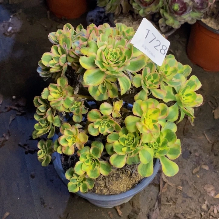 白兰地多肉断头不包1728