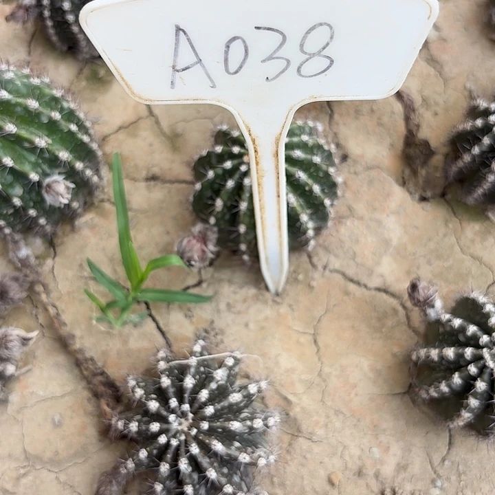 玉*A038,萤火虫一颗