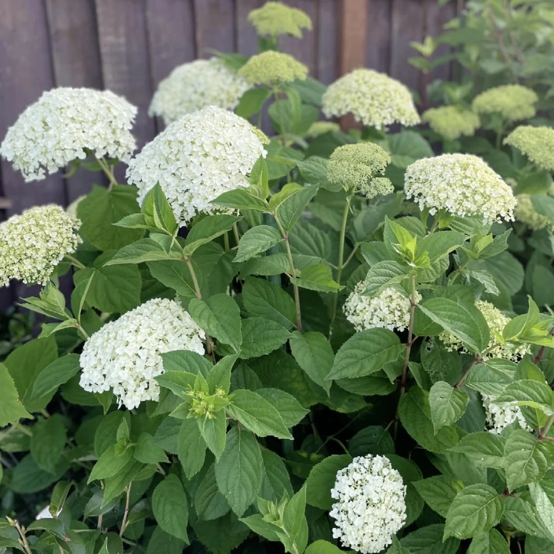 白色贝拉安娜绣球花盆栽庭院阳台新手易养护喜水花园植物