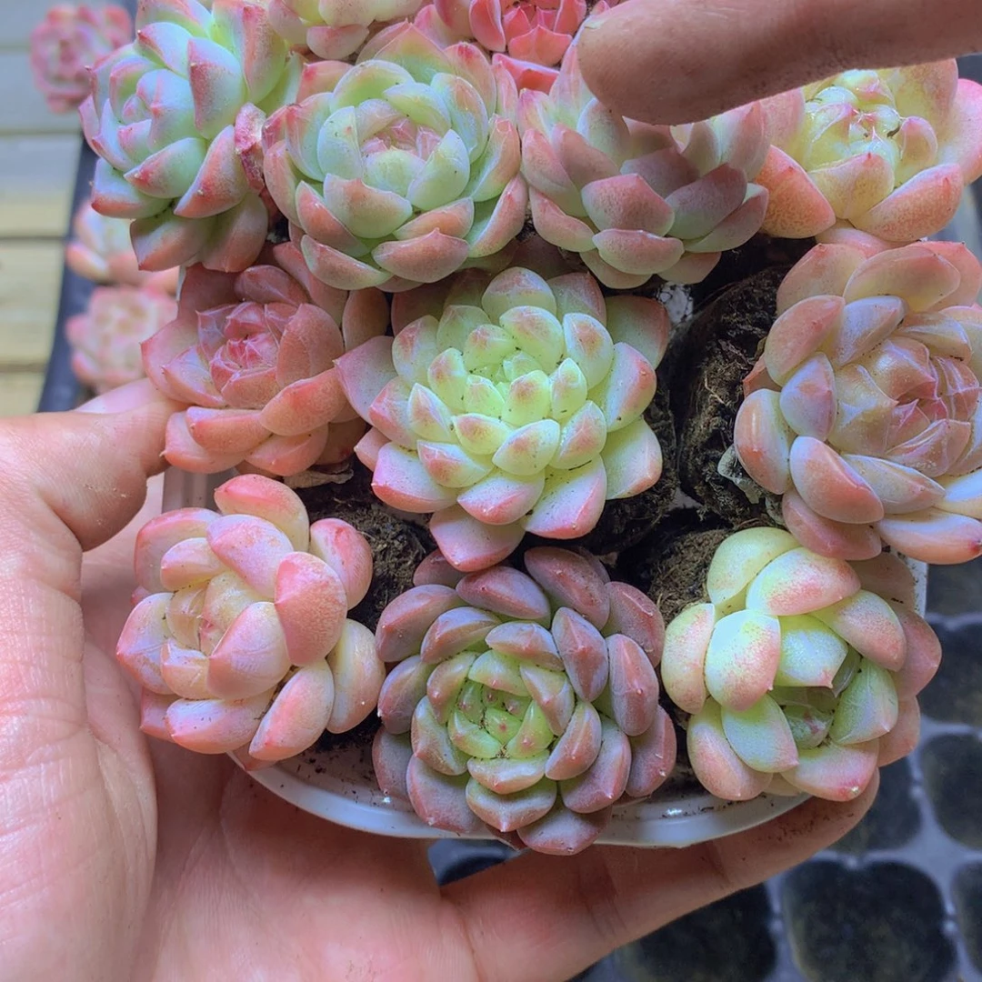 我要去看你了啊我038