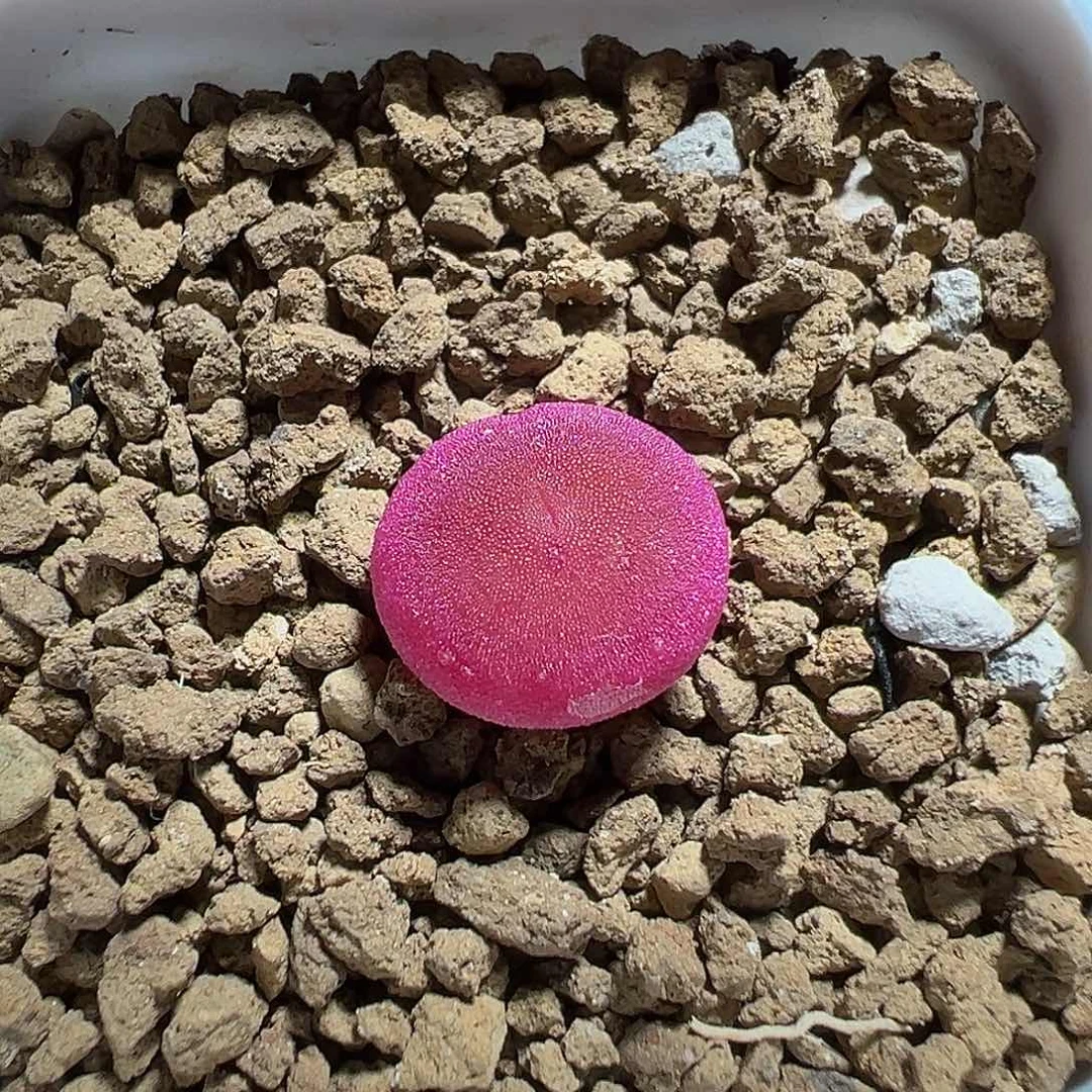 哈默灯泡尺寸1.3