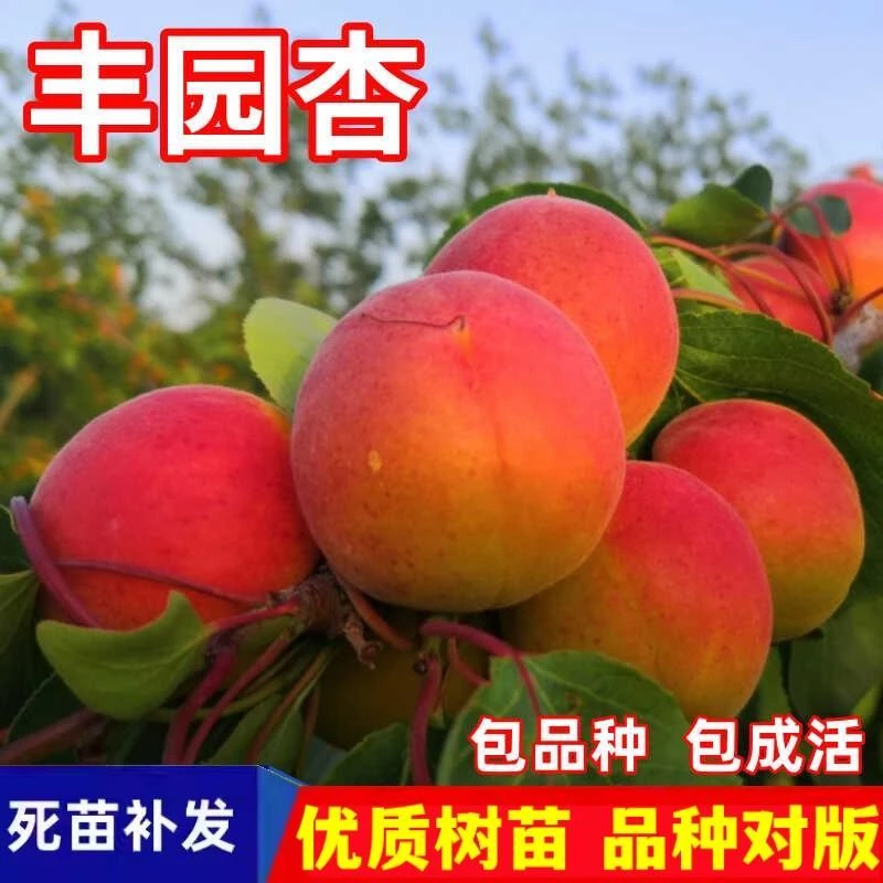 2025丰园杏树苗嫁接南北方庭院地栽种植特大果杏子树果苗盆栽