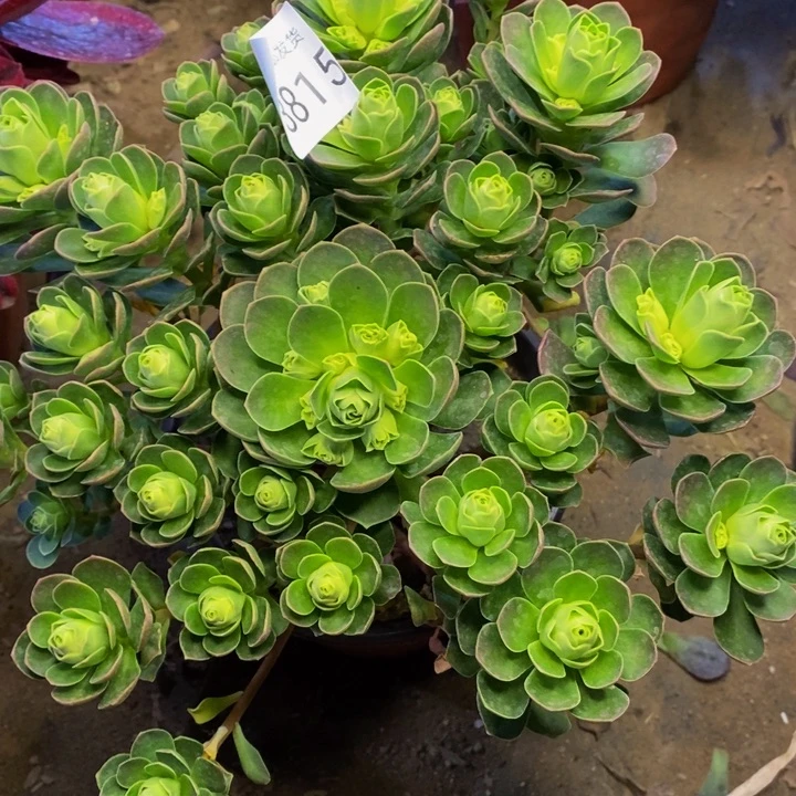 树玫瑰多肉植物3815