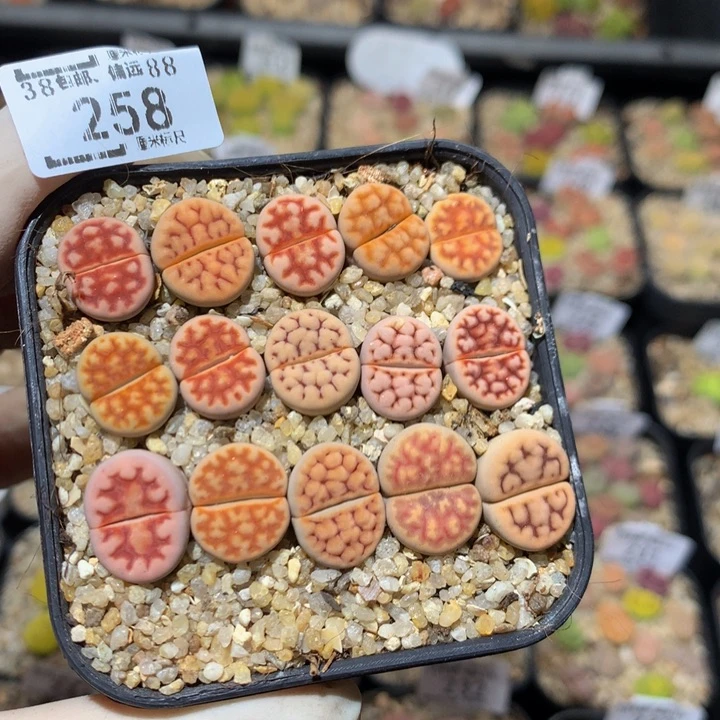 小*乖Zzz精品生石石258