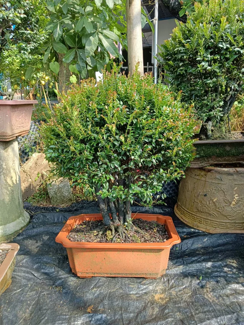 广东小叶紫檀盆栽