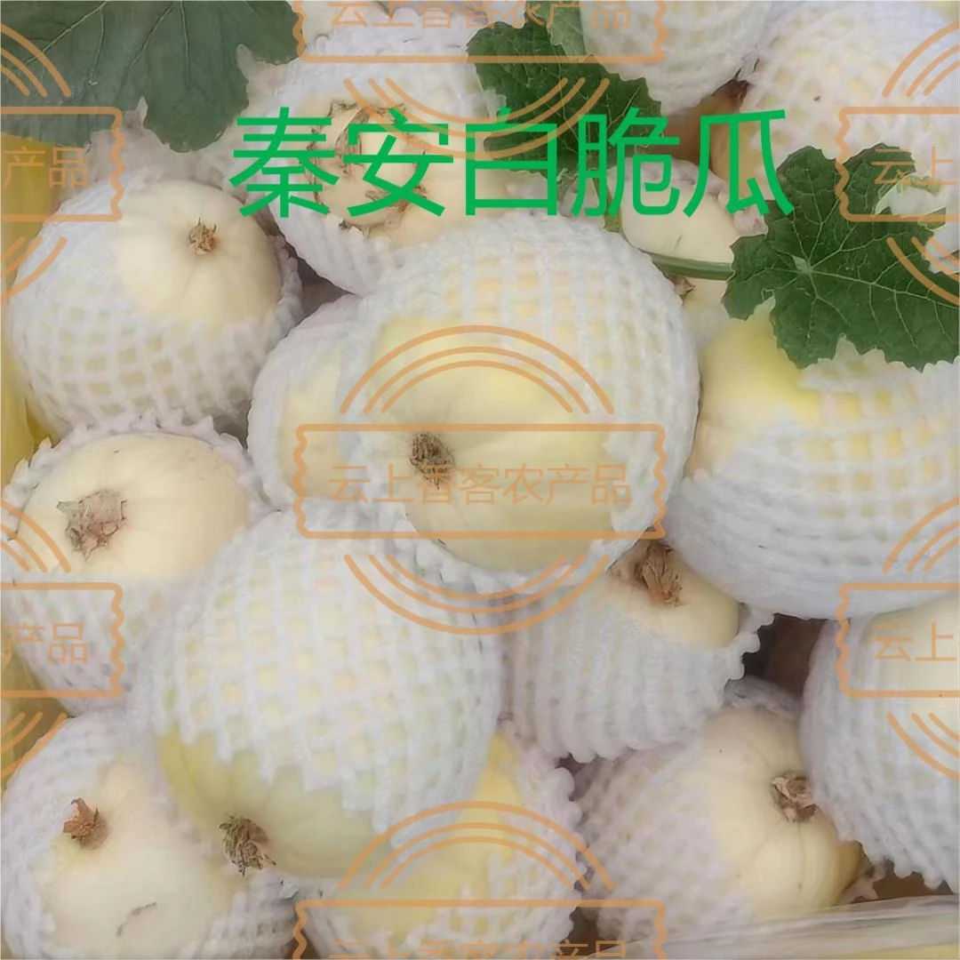 顺丰包邮甘肃特产秦安头茬脆瓜10斤装