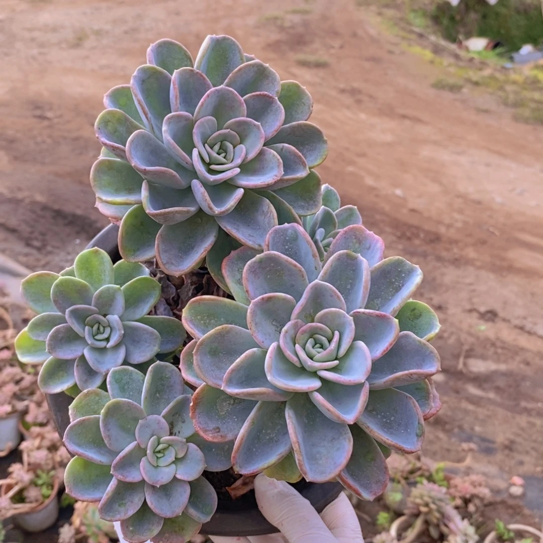 7417美尻老桩一物一拍