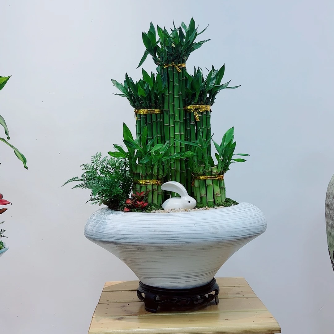 高端绿植一物一拍