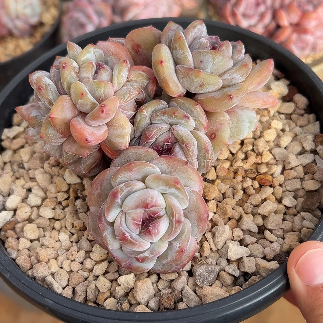 多头绿油小包脸带缀