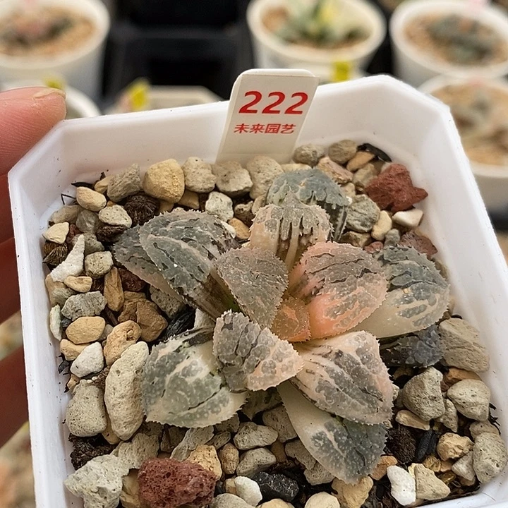 222具味城寿锦一物一拍