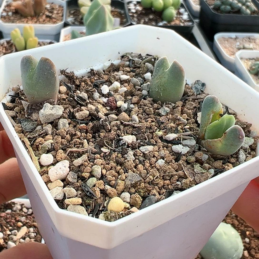 易*宝多肉肉锥 打包空蝉一盆