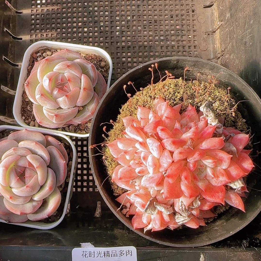 花时光精品多肉04