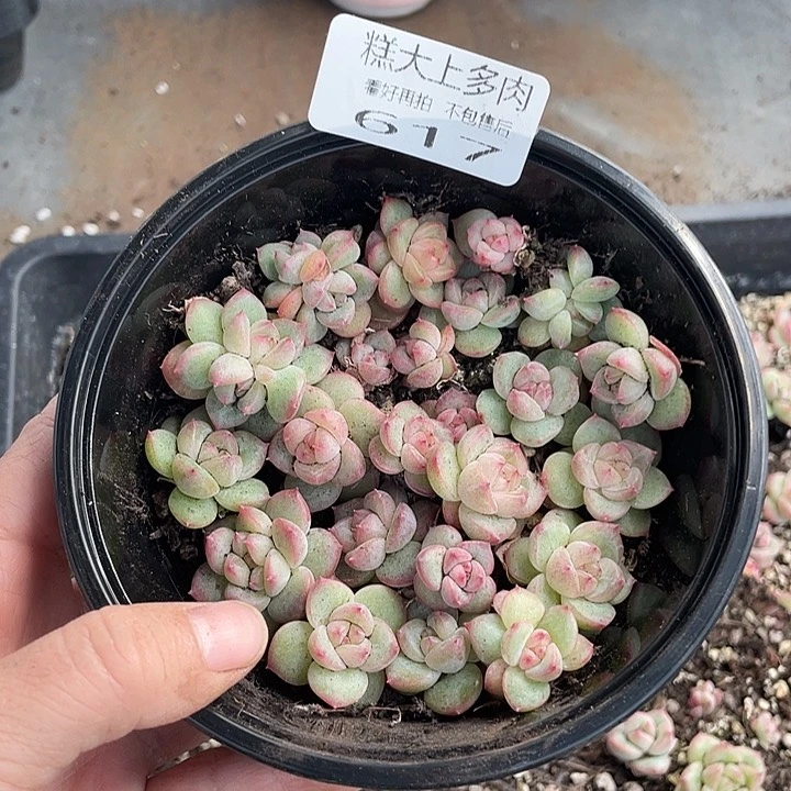 糕大上多肉植物617