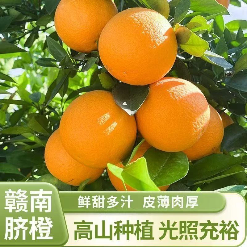 【赣州直发】现摘10斤装大果 正宗赣南脐橙新鲜当季水果产地直发
