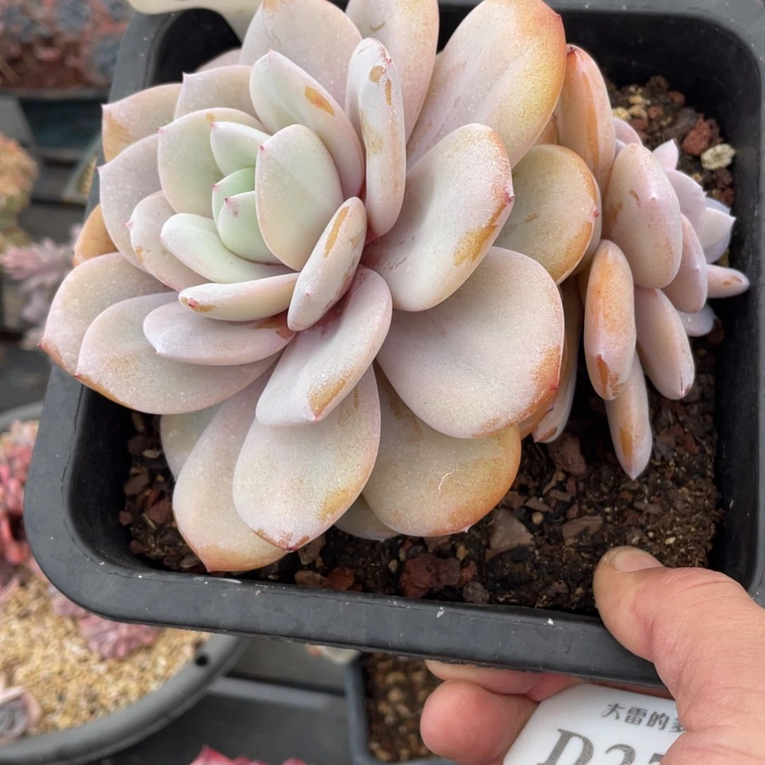 0106奶茶不带盆16厘米