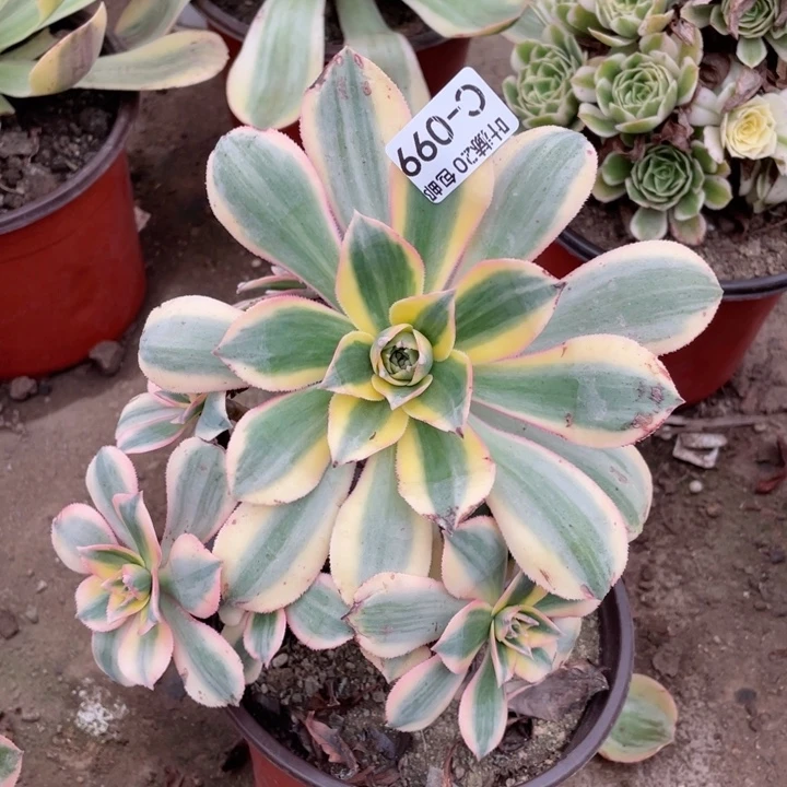 99灿烂有断1134567多肉