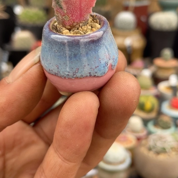 银沙鸾凤玉锦不含盆