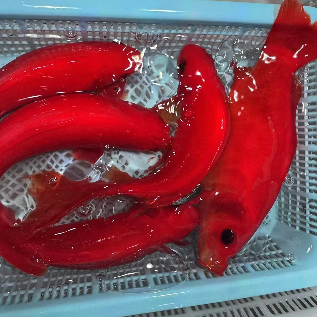 冷水血鹦鹉葡萄眼中国红水中贵族红宝石冷水鱼包邮