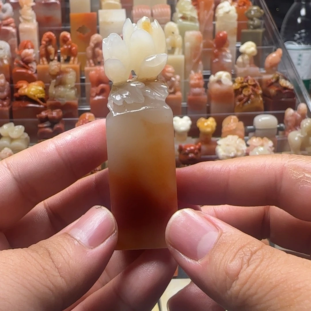 老挝石玉兰
