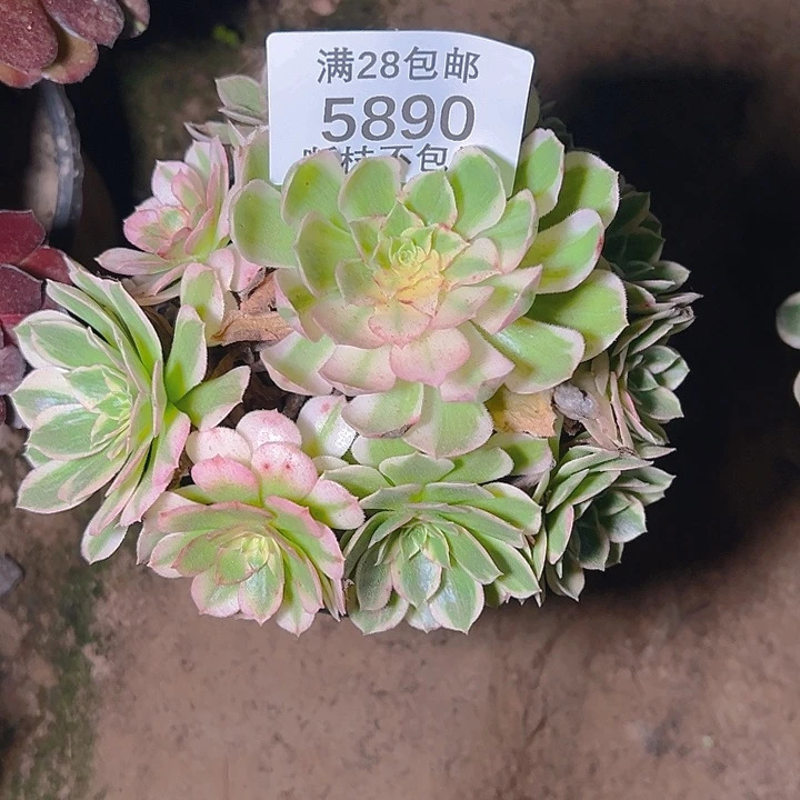 ꧁***米5890海鲜多肉植物