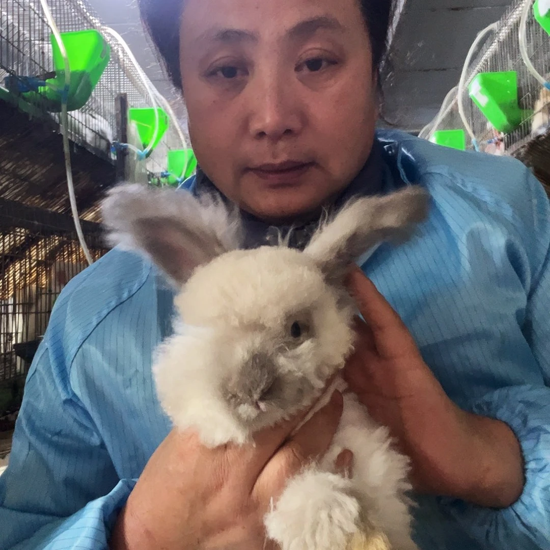 英系安哥拉宠物兔子