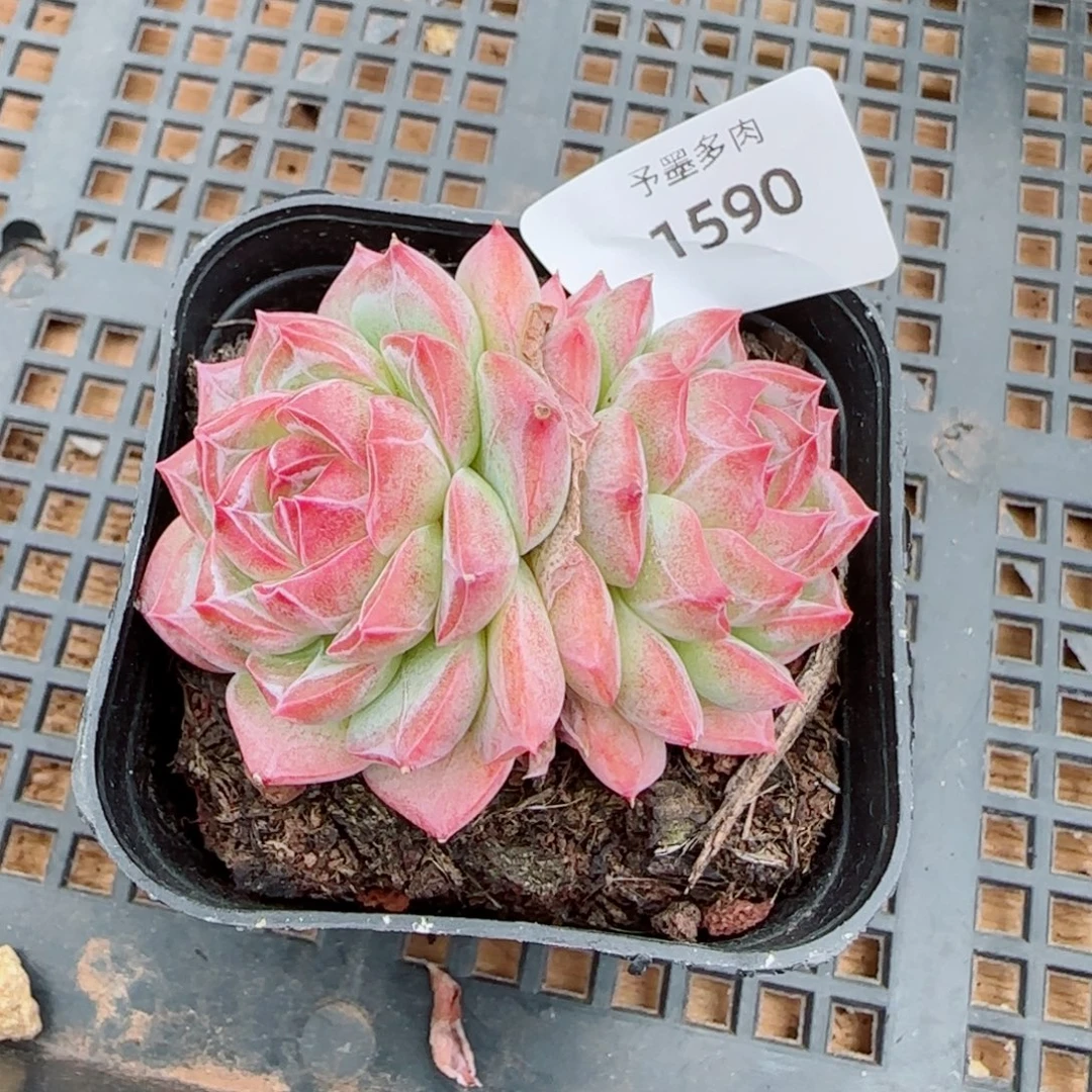 红草莓，1590多肉植物