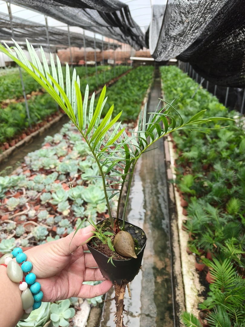 【红头苏铁】铁树耐寒耐热【两个叶片起发】原土盆【植物图片仅供参考】