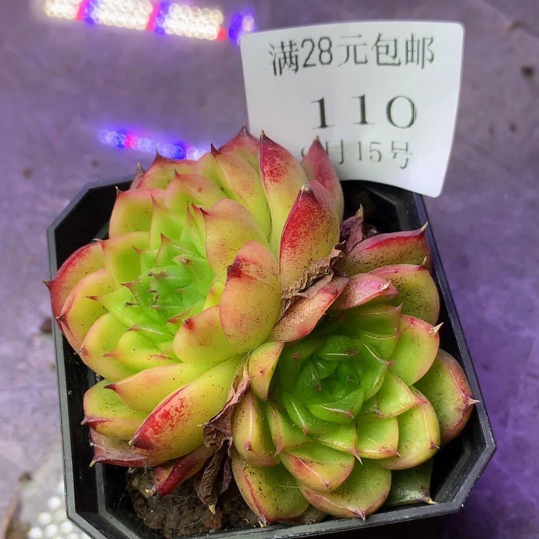 【闪购商品】云110号凤凰火