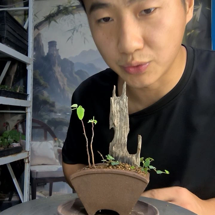 启**术中青园艺一物一拍84