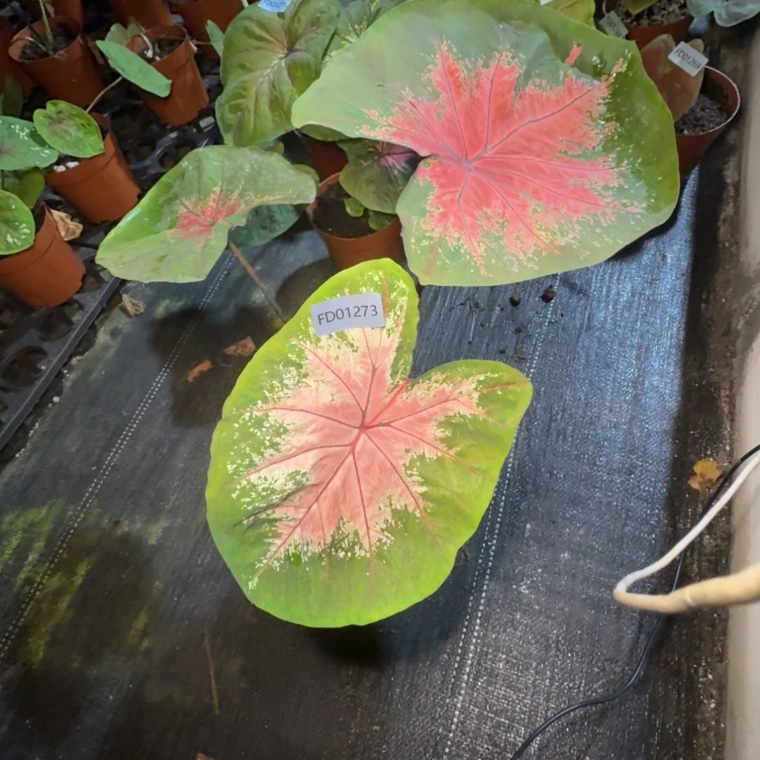 无花朵海莫侧芽寄养01273