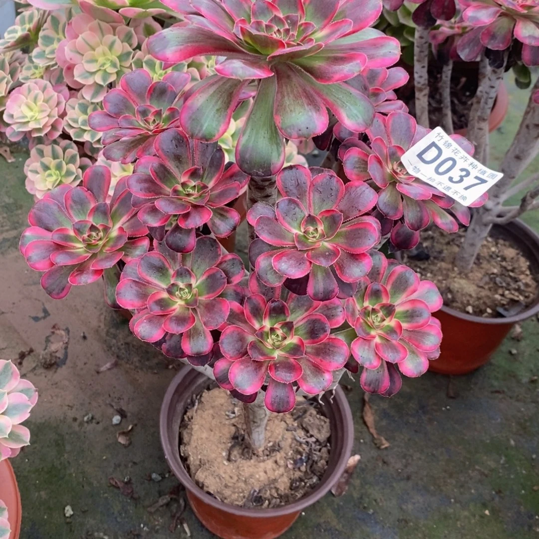 037香奈儿福利一棵