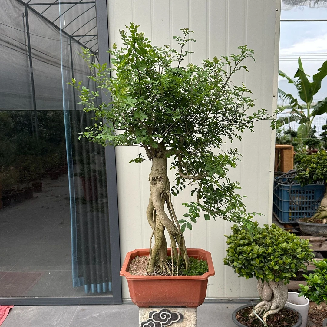 大提根盆景王对节白蜡造型盆景