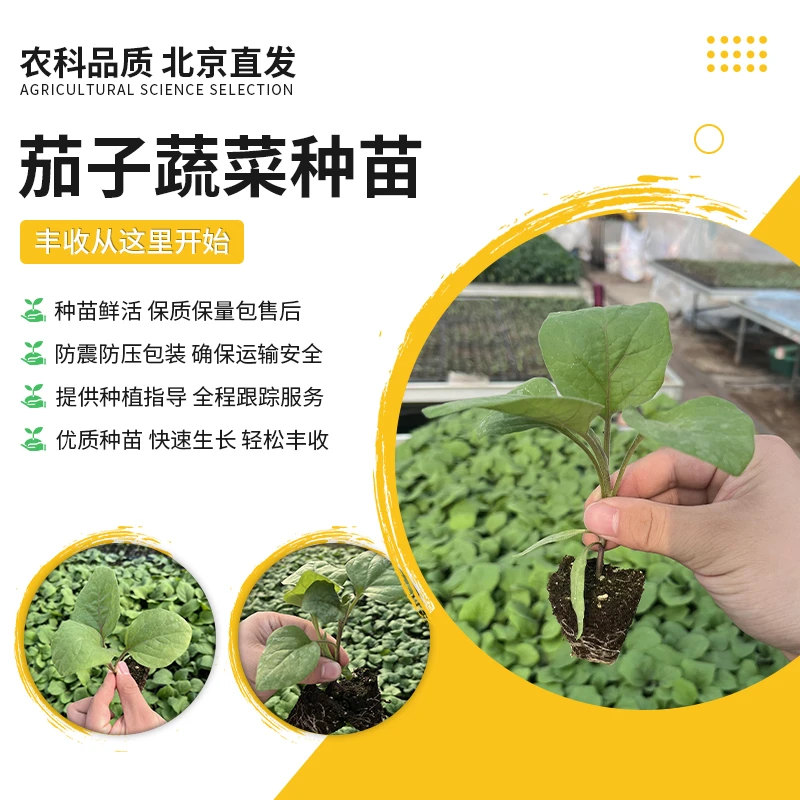 【农科院推荐】茄子苗蔬菜苗春季蔬菜苗蔬菜种苗蔬菜秧苗正宗绿茄子