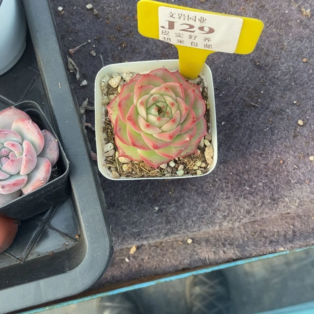 住****妞多肉植物红妆