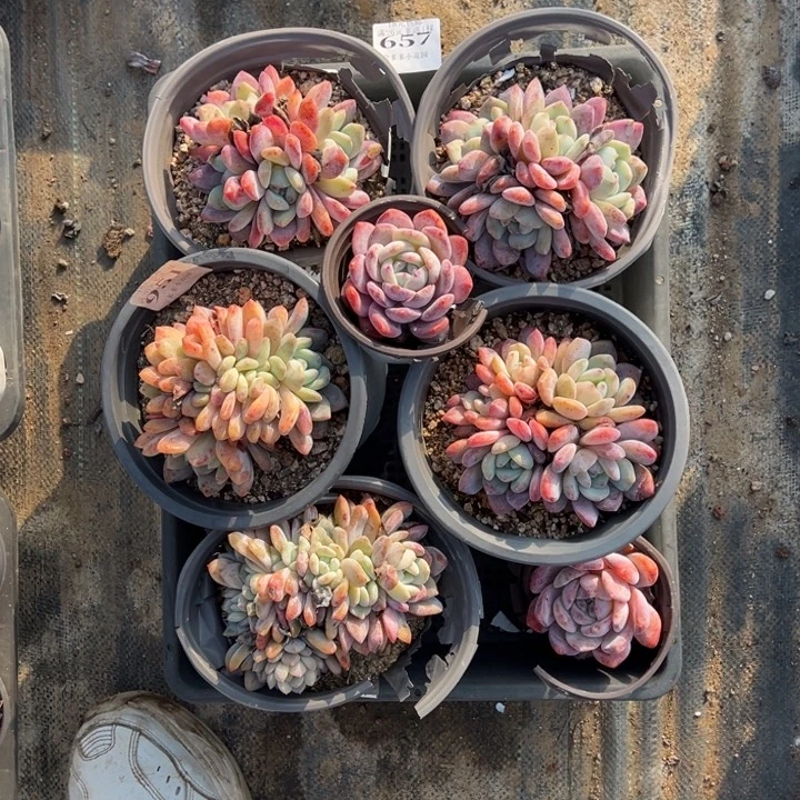 ****悦675号到手一筐一物一拍