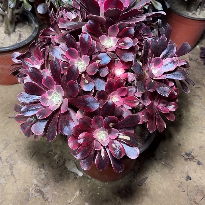 多肉植物法师凤冠02