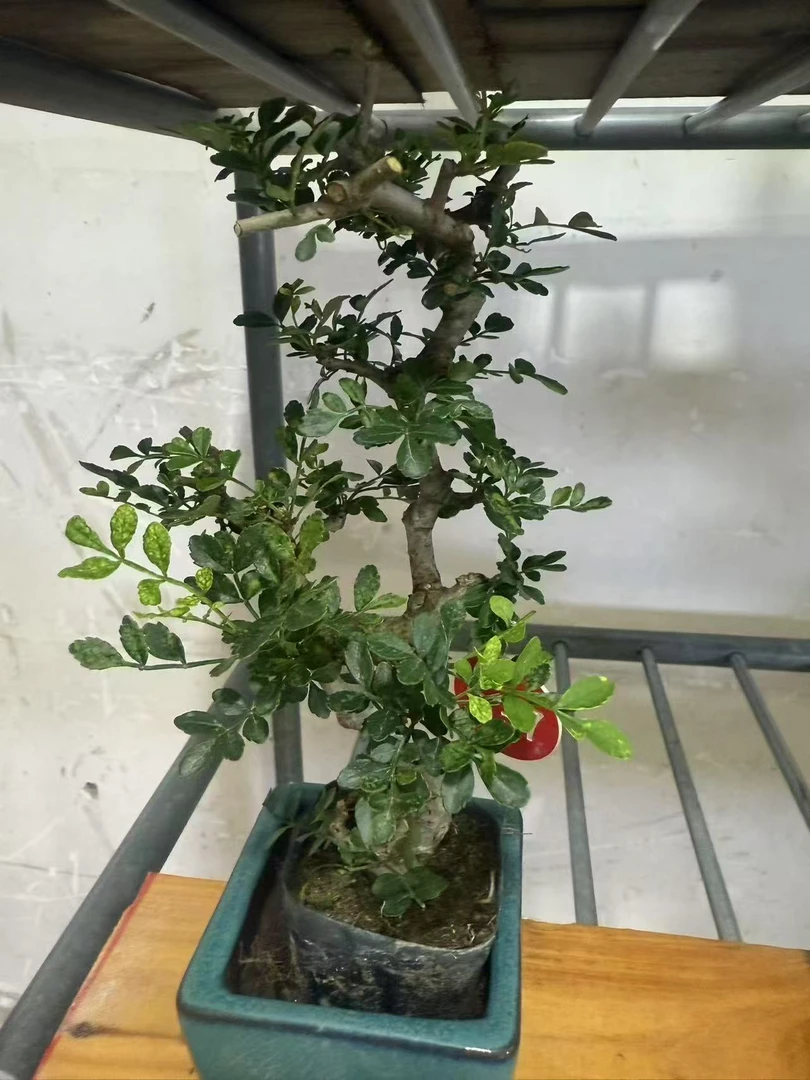 小叶榆树悬崖造型室内盆景四季常青办公桌面绿植