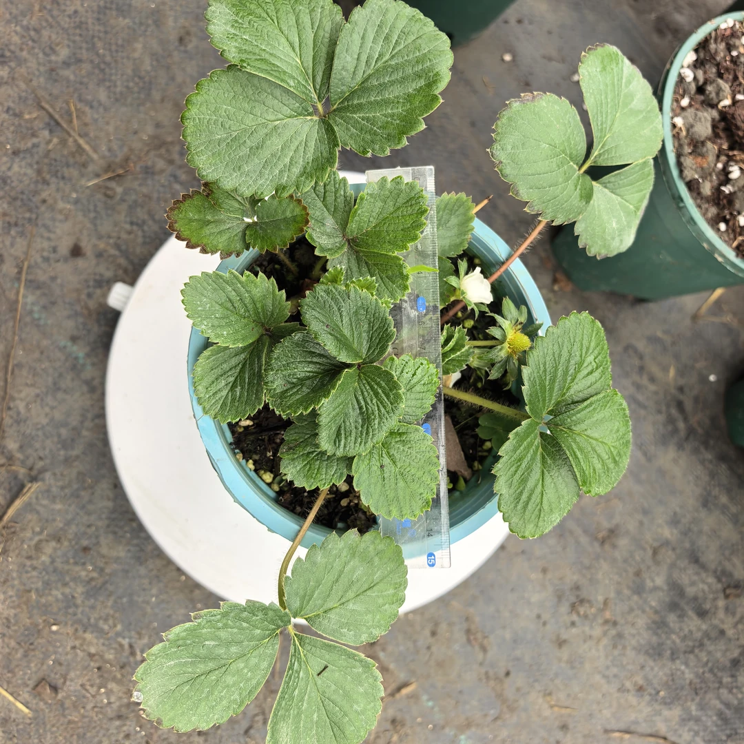 中盆四季草莓苗 盆栽带盆  阳台庭院种植原盆原土包对版