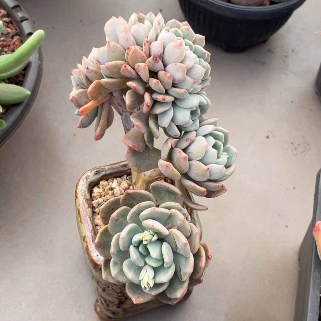 冰橙缀化多肉多肉